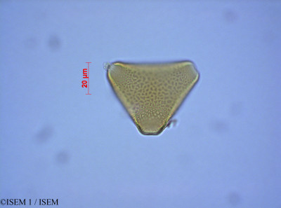 ISEM 1/Leucospermum_calligerum_27561/Leucospermum_calligerum_27561_0001(copy)_thumb.jpg